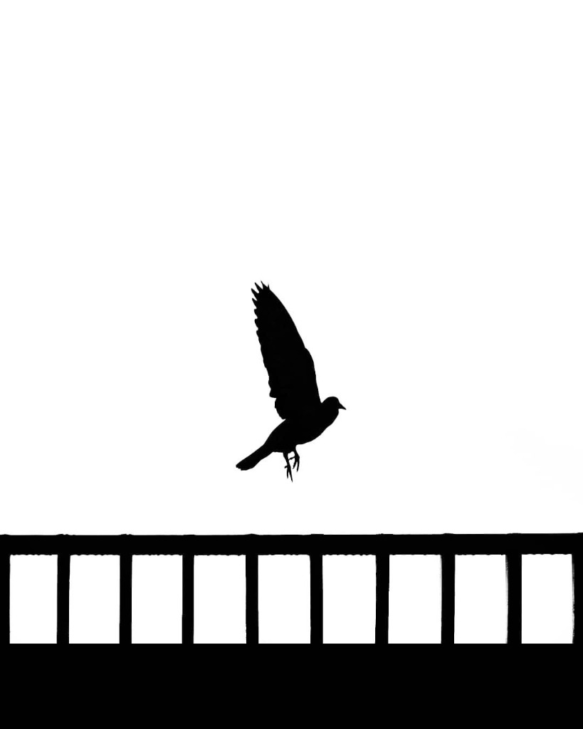 Photography by Tanuj